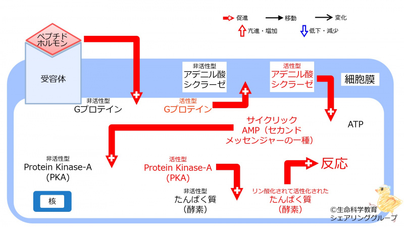 ファイル:04365-wb.jpg