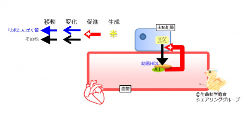 アポリポたんぱく質AI.jpg