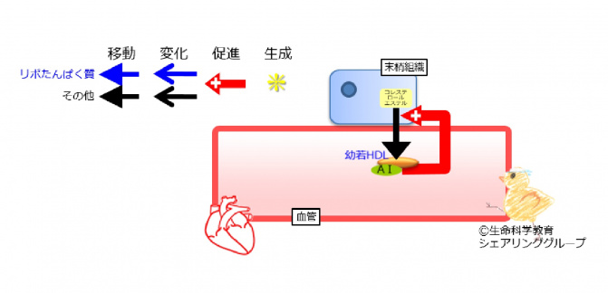 アポリポたんぱく質AI.jpg
