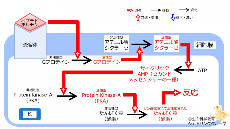 ファイル:04365.jpg