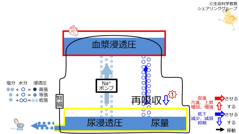 ファイル:DecReabsorption-1.jpg