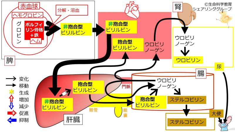 ファイル:01299-wb.jpg