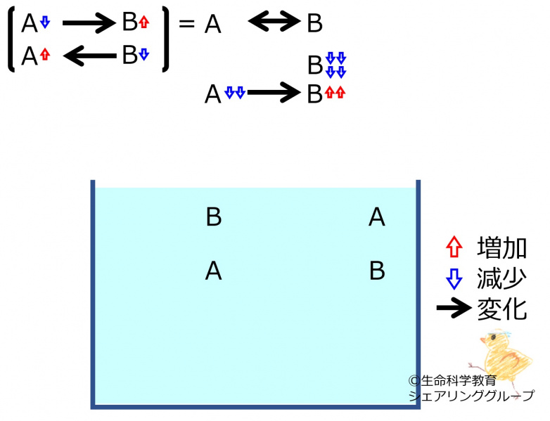 ファイル:ChemicalEquilibriumChangesByDecInMolB-3.jpg