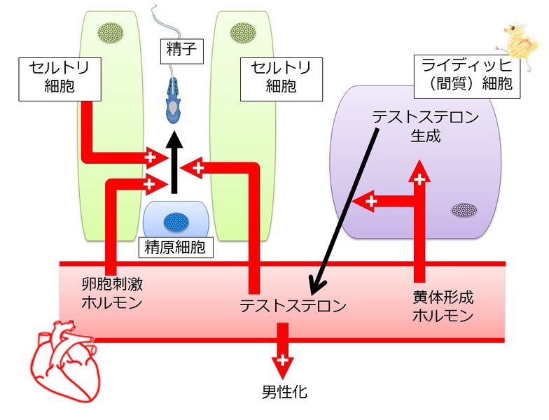 ファイル:04069.jpg