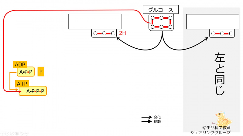 ファイル:Pyruvate-intro2-wb.jpg