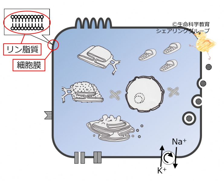 ファイル:04037.jpg