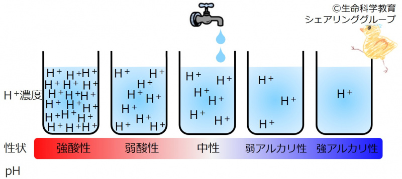 ファイル:04391-wb.jpg