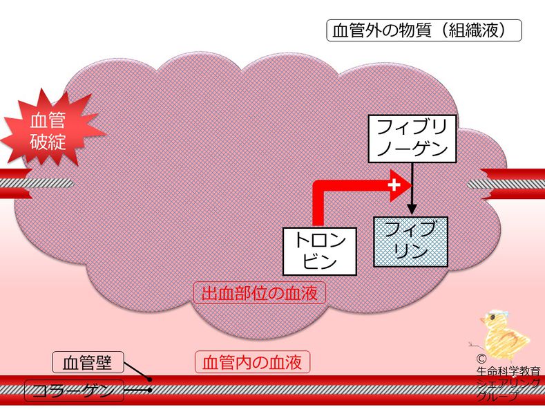 ファイル:04610.jpg