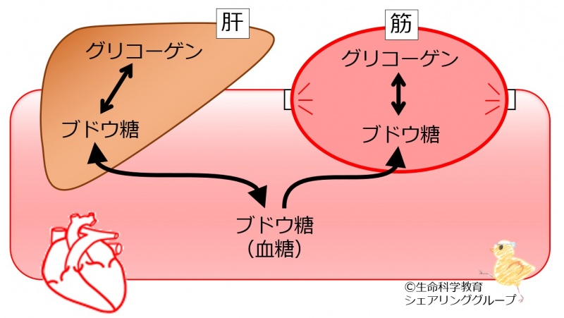 ファイル:Bloodsugarsupply.jpg