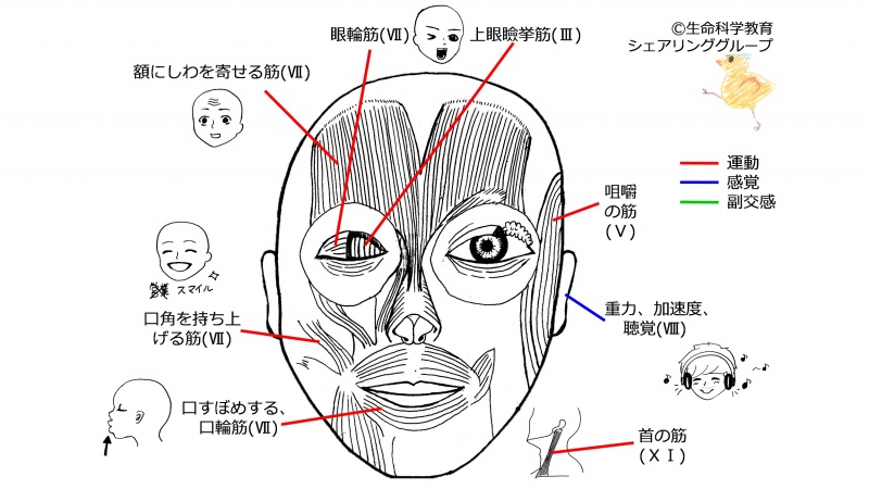 ファイル:Cranial-summary-front.jpg