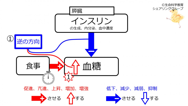 ファイル:InsulinMeal@Noon.jpg