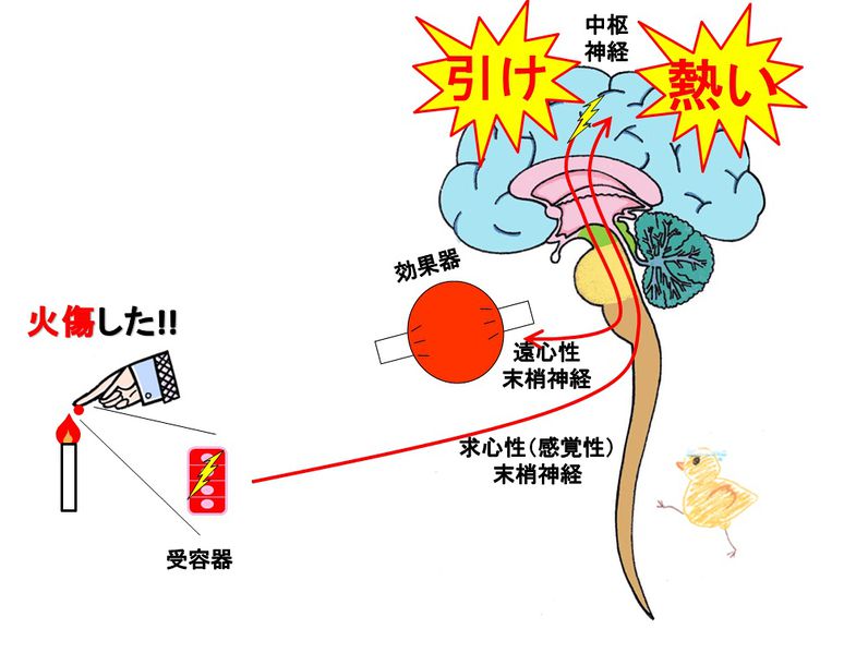 ファイル:03464.jpg