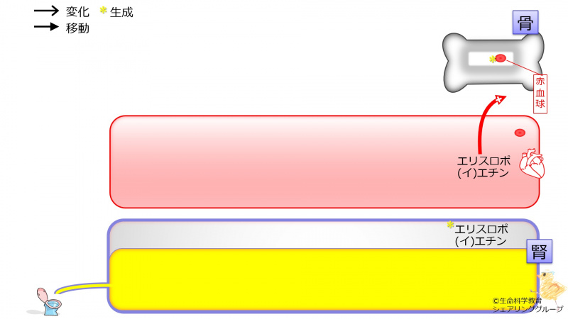 ファイル:03817-wb.jpg