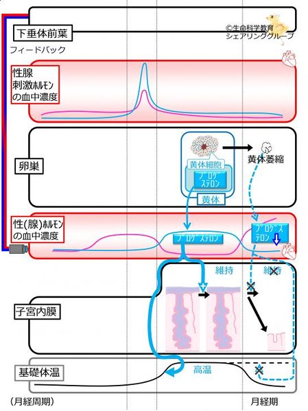 ファイル:04655.jpg