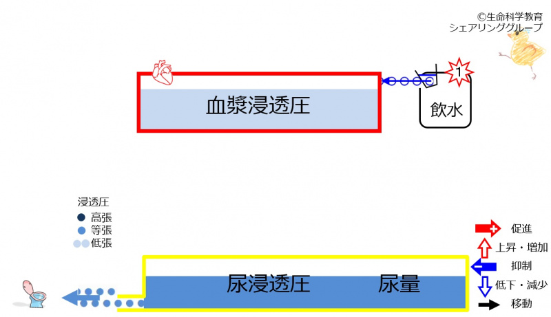 ファイル:6-waterKidneycontrol1-wb.jpg