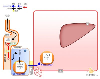 /wiki/images/thumb/b/bb/Chylomicron-generation-move.jpg/400px-Chylomicron-generation-move.jpg