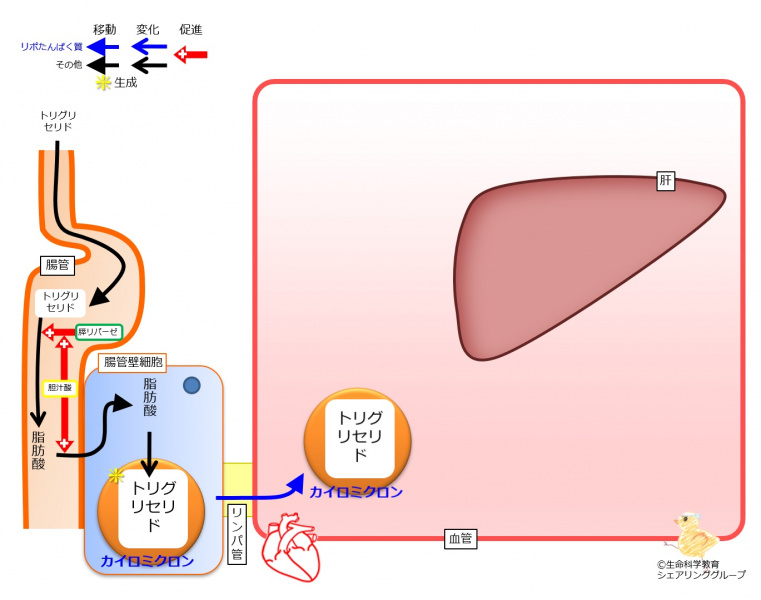 ファイル:Chylomicron-generation-move.jpg