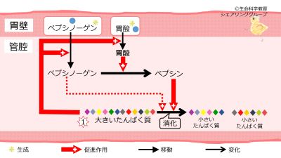 /wiki/images/thumb/b/bb/StomachPepsinogenBasic-Jpn.jpg/400px-StomachPepsinogenBasic-Jpn.jpg