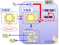 2013年7月11日 (木) 11:23時点における版のサムネイル