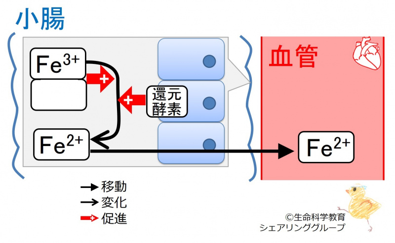 ファイル:03397-wb.jpg