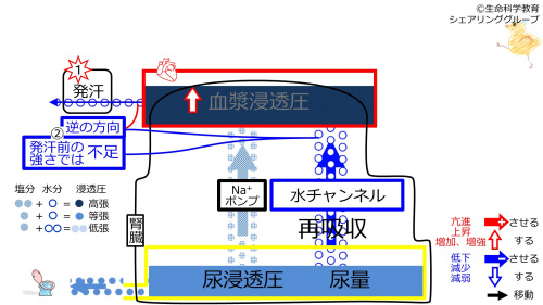 6-sweatChannel-control1-2020.jpg