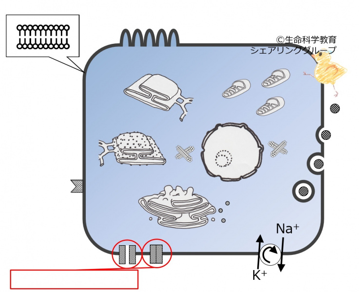 ファイル:04040-wb.jpg