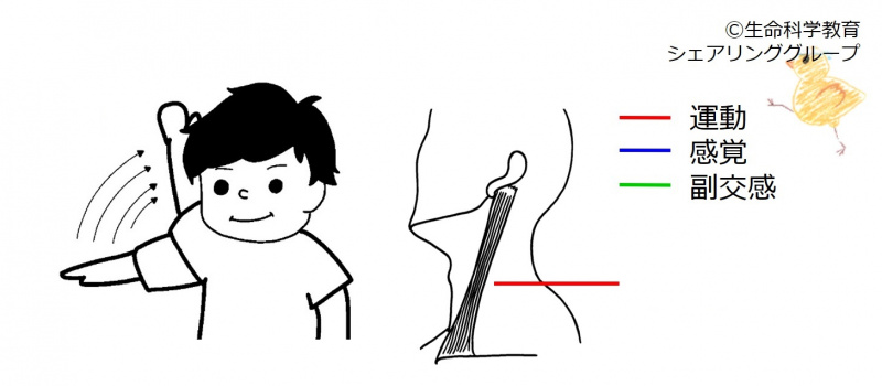 ファイル:Cranial11-wb.jpg