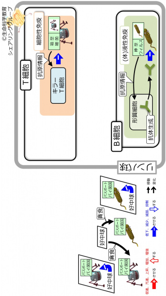 ファイル:DefenceBcellTcell-intro-Jpn-wb.jpg