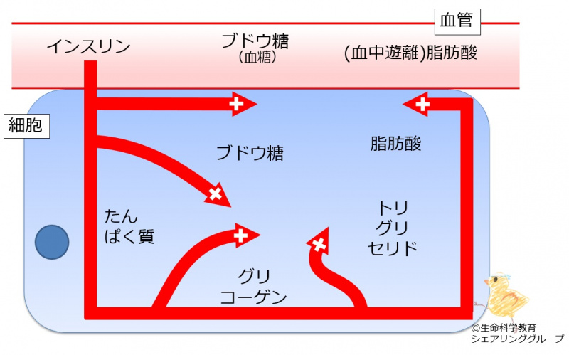 ファイル:Insulin effect2-wb.jpg