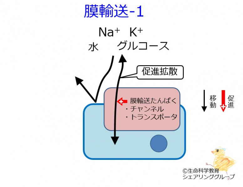 ファイル:Membrane transport-1 ja-wb.jpg