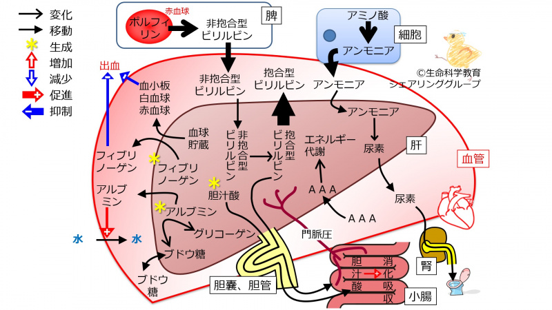 ファイル:NONlinked03883-wb.jpg