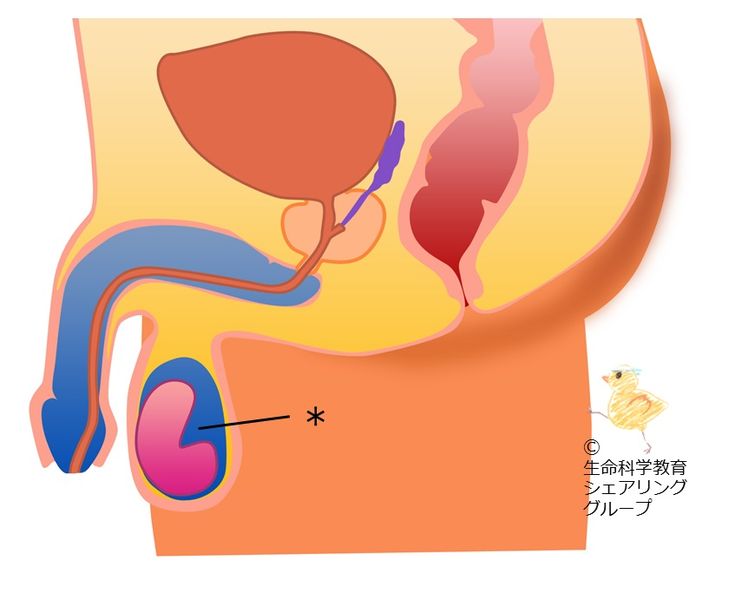 ファイル:クイズ 精巣.jpg