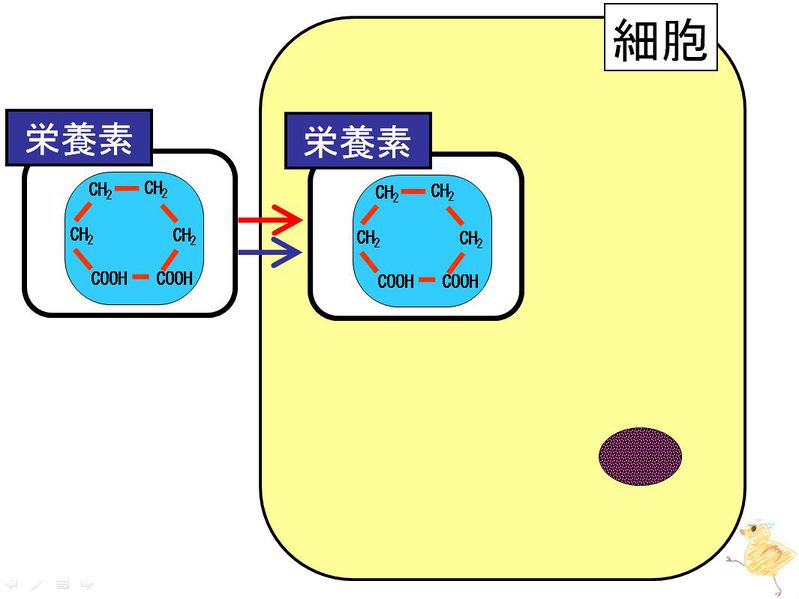 ファイル:01309.jpg