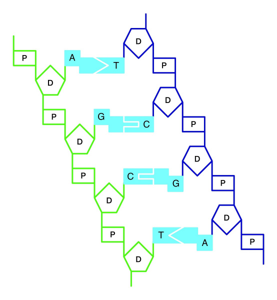 ファイル:03822-wb.jpg