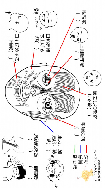 ファイル:Cranial-summary-frontflipped-wb.jpg