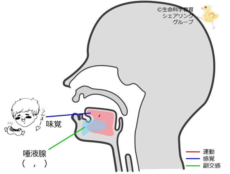 ファイル:Cranial07 1-wb.jpg