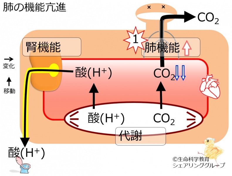 ファイル:Resp-hyper-noBB.jpg