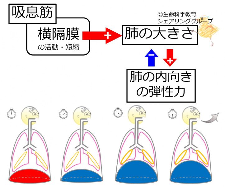 ファイル:04045-wb.jpg