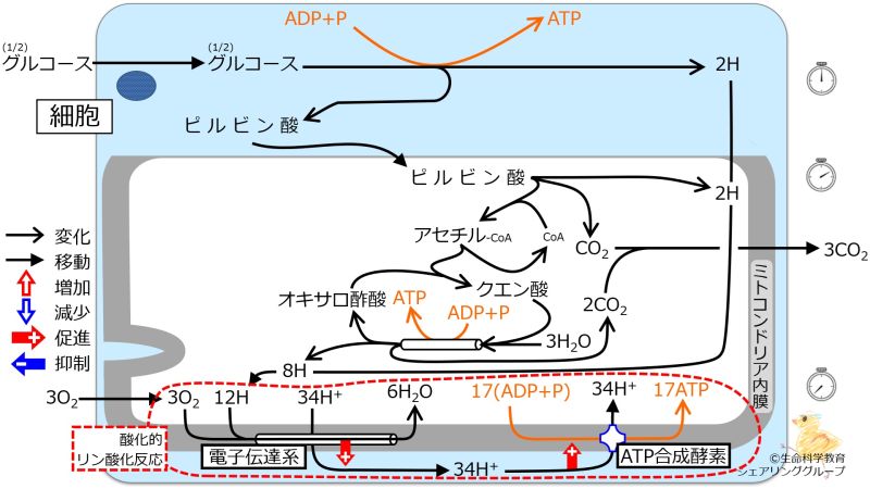ファイル:Energy metabolism Intro6.jpg
