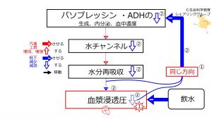 /wiki/images/thumb/b/bf/WaterIntakeDuringBasicFeedbackToADH-Jpn.jpg/300px-WaterIntakeDuringBasicFeedbackToADH-Jpn.jpg