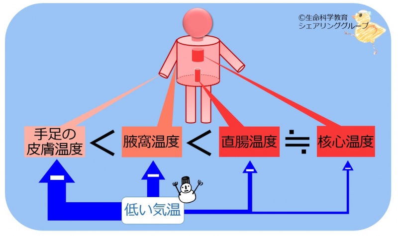 ファイル:体温の部位差.jpg