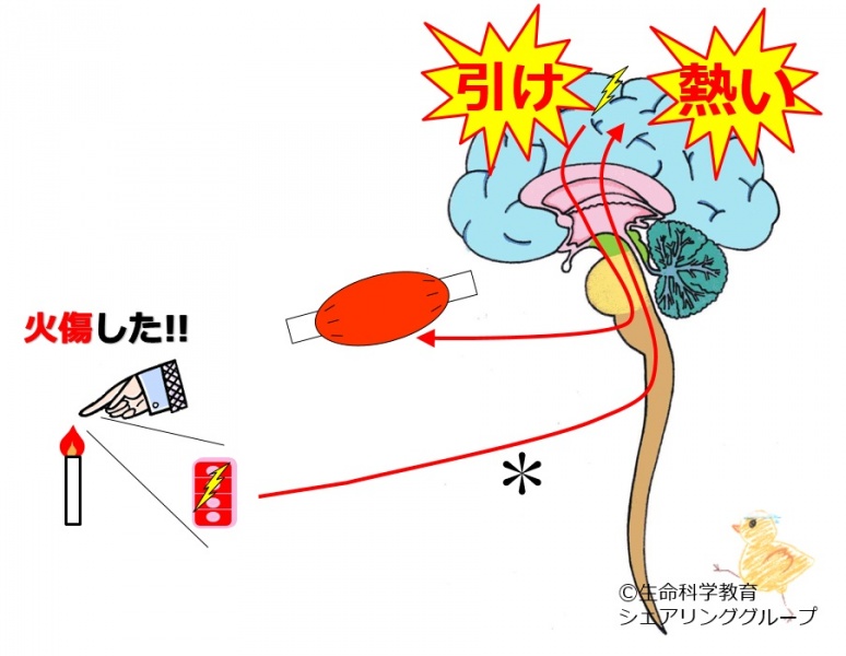 ファイル:04132.jpg