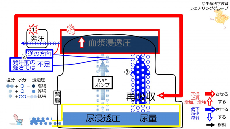 ファイル:SweatDuringReabsorptionControl-2020.jpg