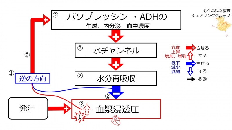 ファイル:SweatingDuringBasicFeedbackToADH-JPN-wb.jpg