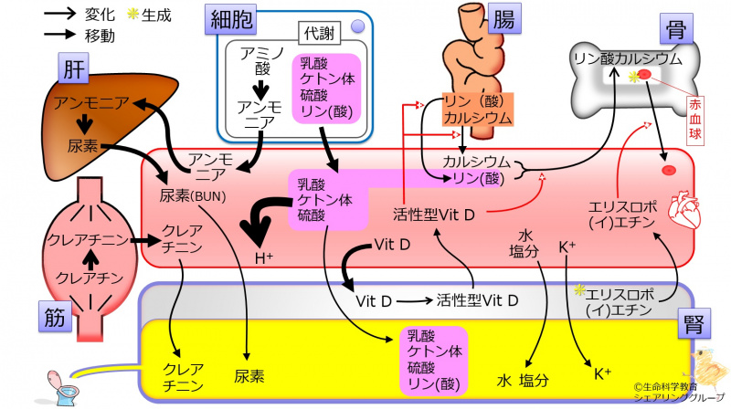 ファイル:Unlinked03843-wb.jpg