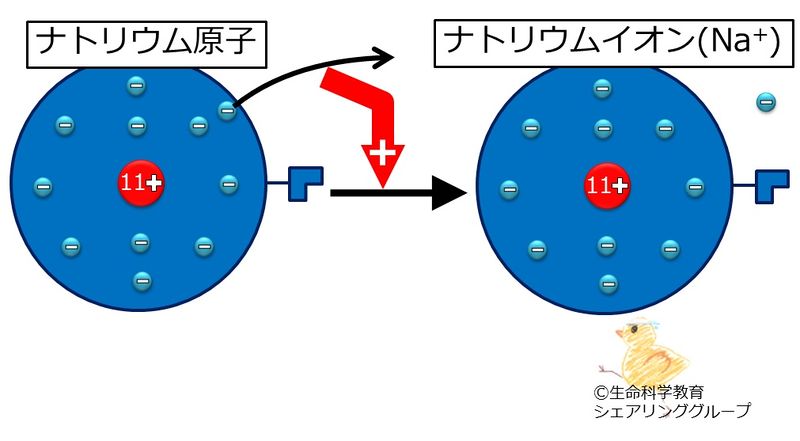 ファイル:ナトリウムイオン.jpg