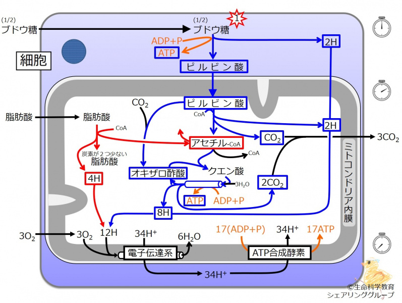 ファイル:Ketonebody synthesis-wb.jpg