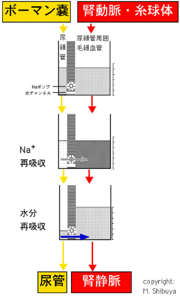 ファイル:00339.gif