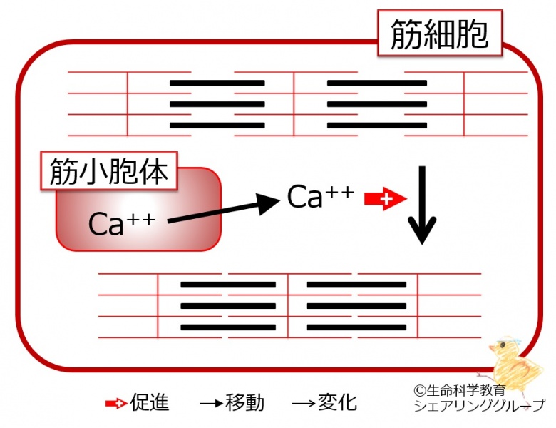 ファイル:04140.jpg