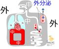 2013年4月17日 (水) 10:53時点における版のサムネイル